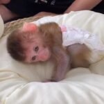 pigtail macaque monkey