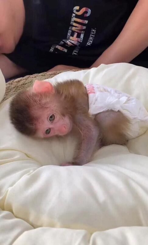 pigtail macaque monkey