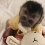 Capuchin monkey adoption