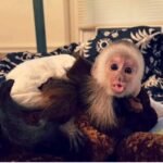 Pet Capuchin Monkey