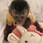 where can i buy a capuchin monkey