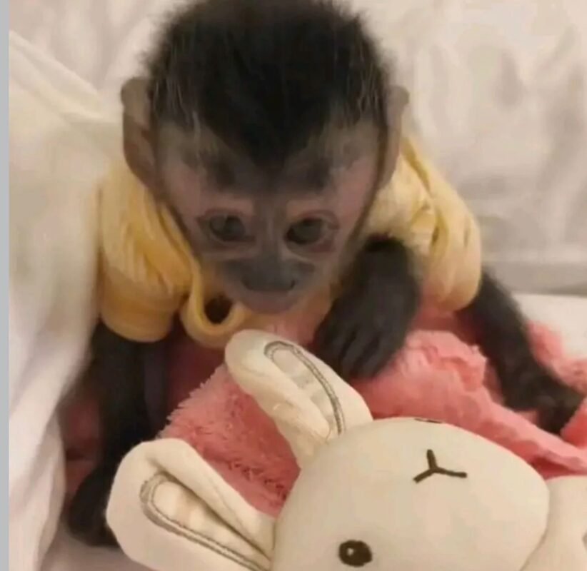 where can i buy a capuchin monkey