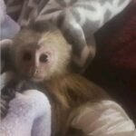 buy Capuchin Monkey
