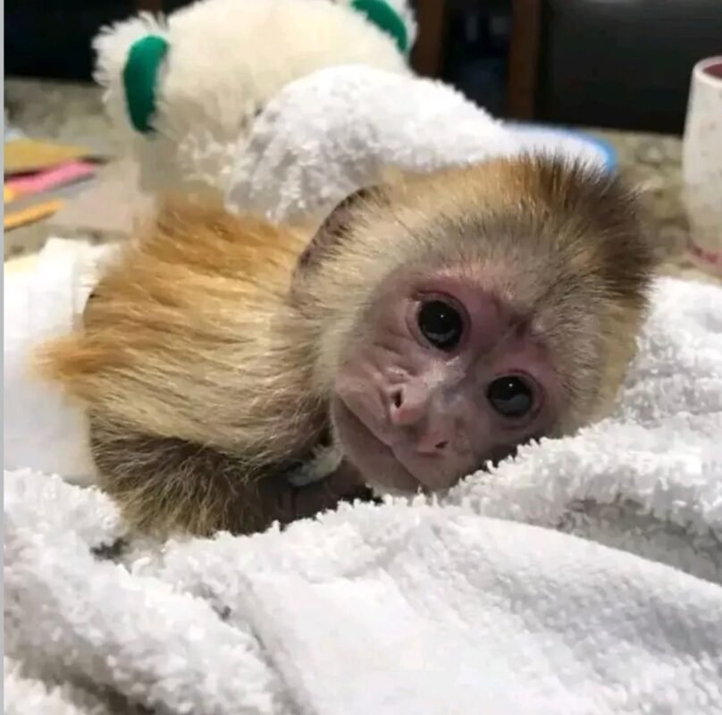 Capuchin Monkeys for Sale