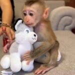 capuchin monkeys as pets