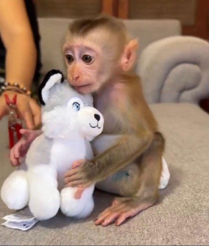 capuchin monkeys as pets